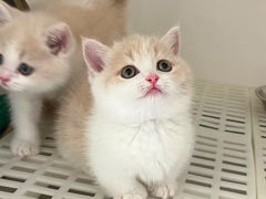 -lincat·猫舍(广州店)