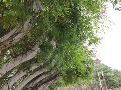 -眉山湿地公园(东坡区)