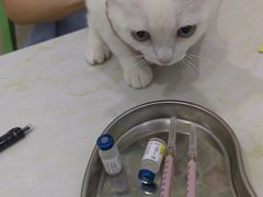 -福懋动物医院·犬猫全科·外科·重症科(杏林分院)