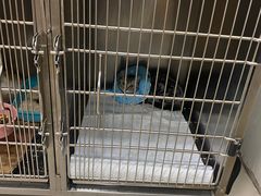 -佳雯宠物医院(四明中路分院)