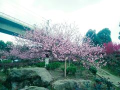 -秀丽东方