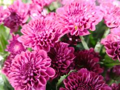 -一只酸奶牛(宝塔区万达店)