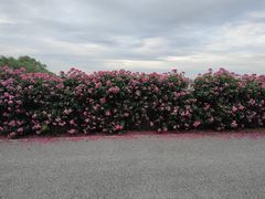 -上海滨江森林公园