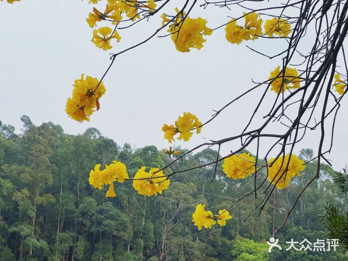 南国桃园旅游度假区图片
