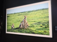 -罗红摄影艺术馆