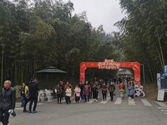 -都江堰中华大熊猫苑