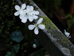 -龙苍沟森林公园