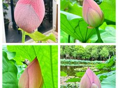 -陈家山荷花公园