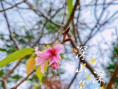 -广州市帽峰山景区