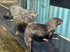 -海合安天津极地海洋公园