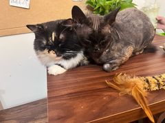 -楼上猫咖(罗湖店)
