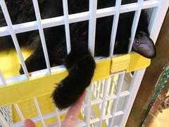 -藏猫猫咖啡主题馆(中央大道店)