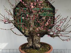 -香雪海