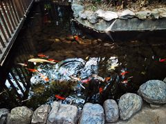 -勐丽梦兰傣味餐厅