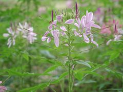 -广西壮族自治区药用植物园