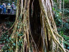 -中国科学院西双版纳热带植物园