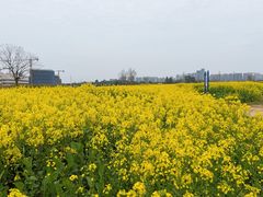 -三圣花乡旅游区