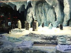 -帝企鹅自助餐厅•儿童岛•真企鹅(长隆企鹅酒店)