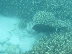 -中央格兰德岛温泉度假酒店 - 全包