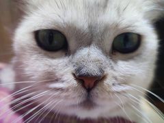 -藏猫猫咖啡主题馆(中央大道店)