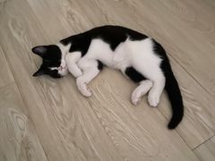 -momokira米努特·德文卷毛猫·棉花面纱犬