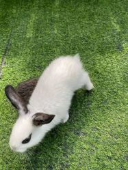 -萌宠亲子动物乐园(槐房万达店)