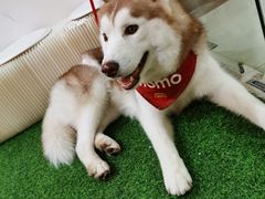 -Husky Go! 哈士奇体验馆·宠物咖啡厅狗咖