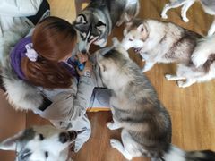 -Husky Go! 哈士奇体验馆·宠物咖啡厅狗咖