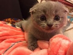 android_upload_pic-爱宠屋pet shop·宠物洗澡·宠物美容