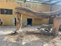 -青藏高原野生动物园