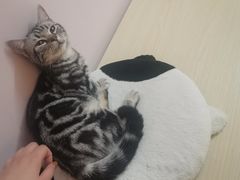 -猫咪派对(江南西店)