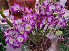 -花鸟鱼虫鲜花绿植市场(玉泉路店)