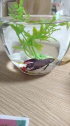 -敦南真爱月子会所(黄埔店)