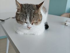 -怪兽屋·羊驼·猫咖·狗咖(俊华广场店)