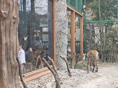 -上海野生动物园老虎餐厅