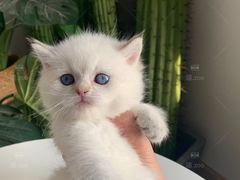 -喵zoo家庭繁育猫舍(尖东智能花园店)