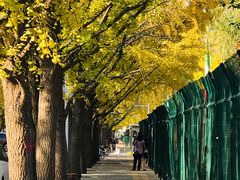 -三里屯东五街银杏大道