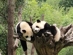 -卧龙中华大熊猫苑神树坪基地