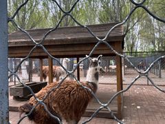 -长白岛森林公园