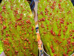 -雪熊精酿·哈尔滨烧烤酒馆(非遗大串店)