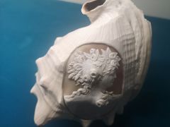 -青岛贝壳博物馆