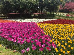 -上海鲜花港