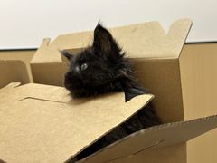 -瑞派康怡24h宠物医院·犬猫医疗中心·微创绝育(瑞景分院)
