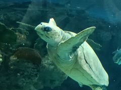 -上海海洋水族馆