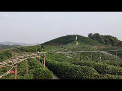 -龙坞茶村