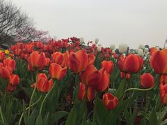 -秀丽东方
