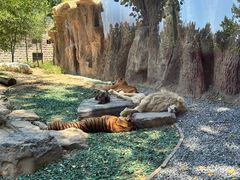 -北京野生动物园