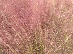 -羊亭河湿地公园