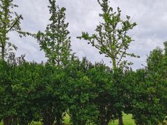 -映月湖中央公园