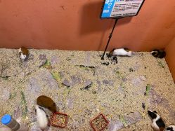 -卡通尼·Safari非洲探索乐园·生日会(金桥国际商业广场店)